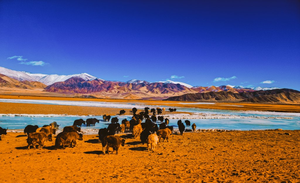 Changthang